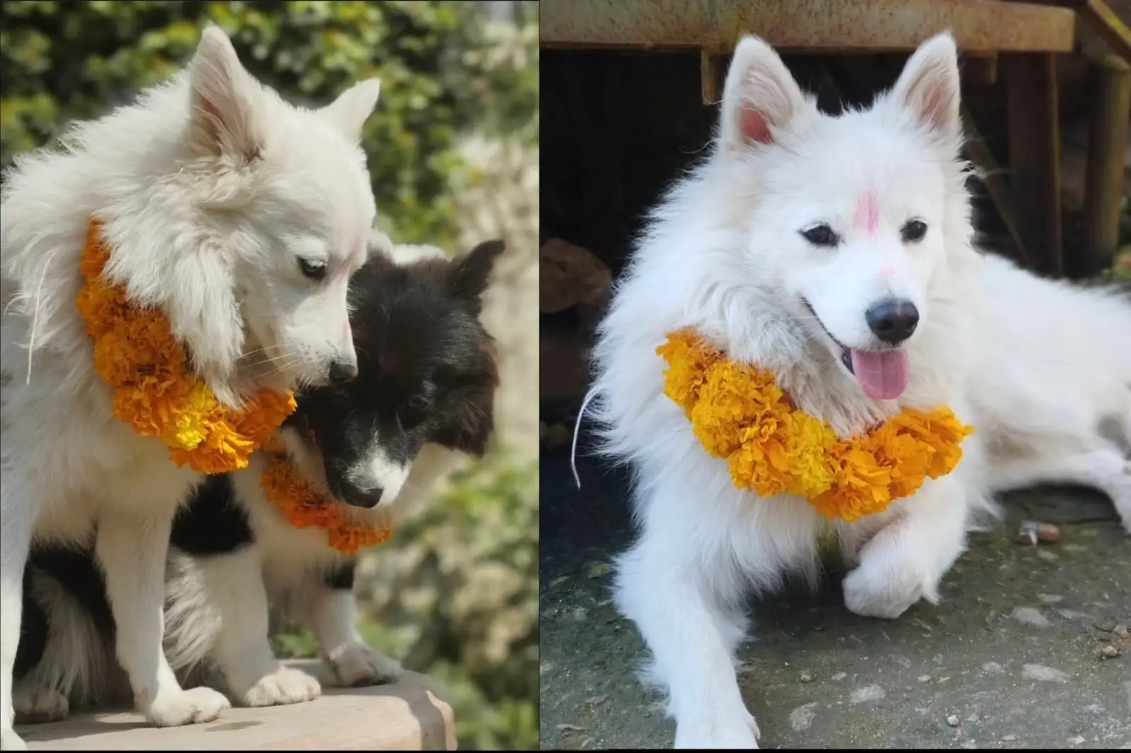 Kukur Tihar : The Dog-Worshipping Festival in Nepal 