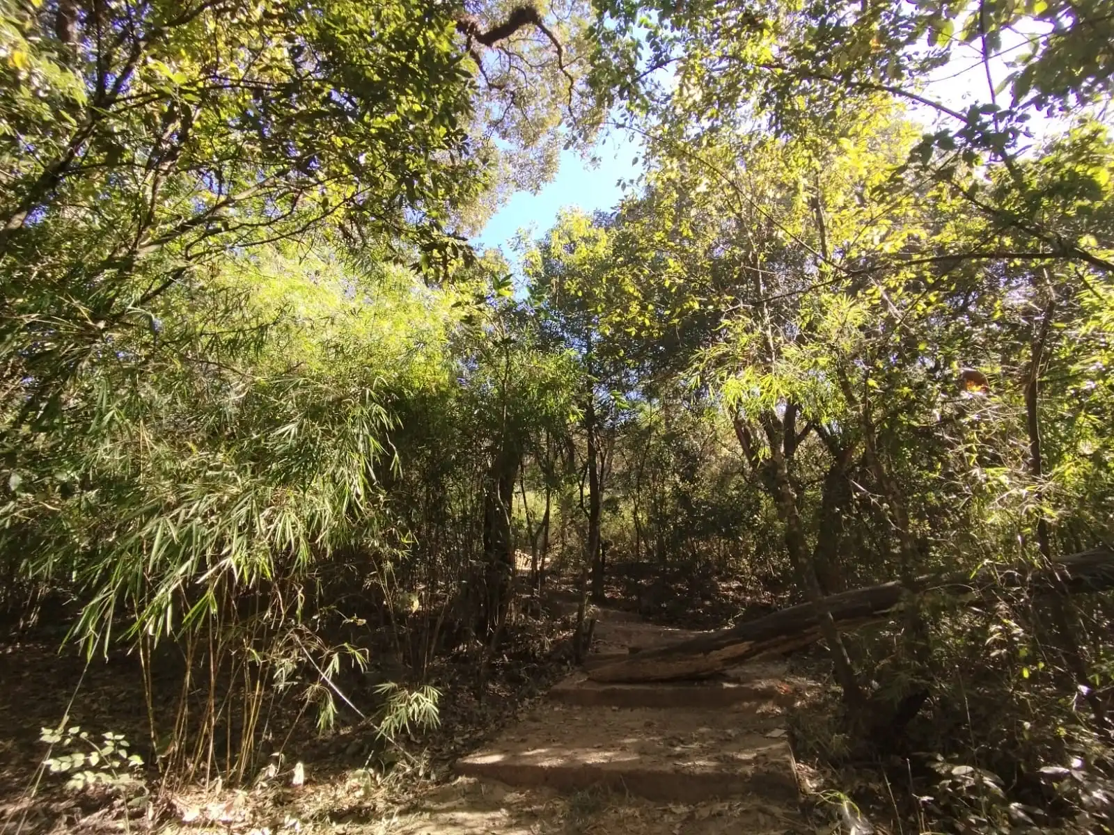 Walking through the jungle during Phulkchowki Hike